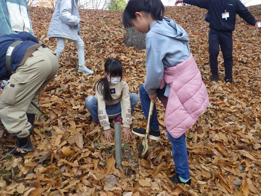 小山内裏公園251202南大沢小学校どんぐり稚樹採取