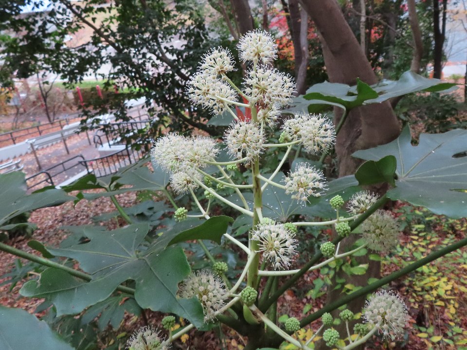 小山内裏公園251203ヤツデ (1)