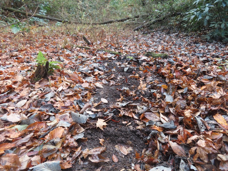 小山内裏公園251214干上がった小川（大田切北）