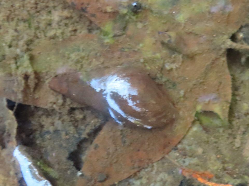 小山内裏公園251217カワニナ