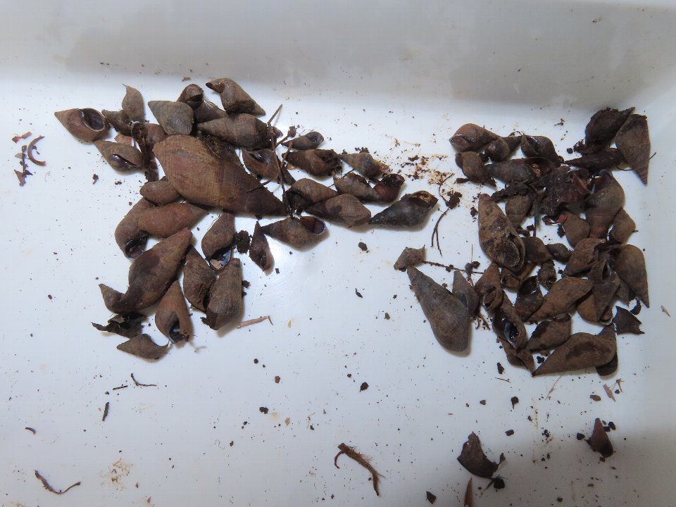 小山内裏公園251222津島谷戸下流部のカワニナ貝殻