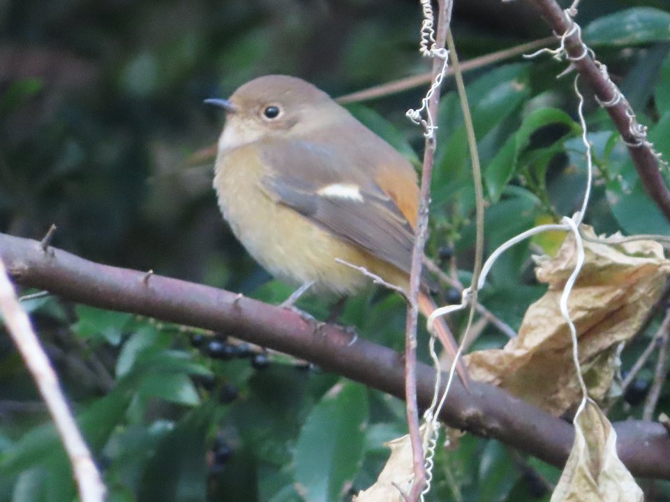 小山内裏公園251223ジョウビタキ♀