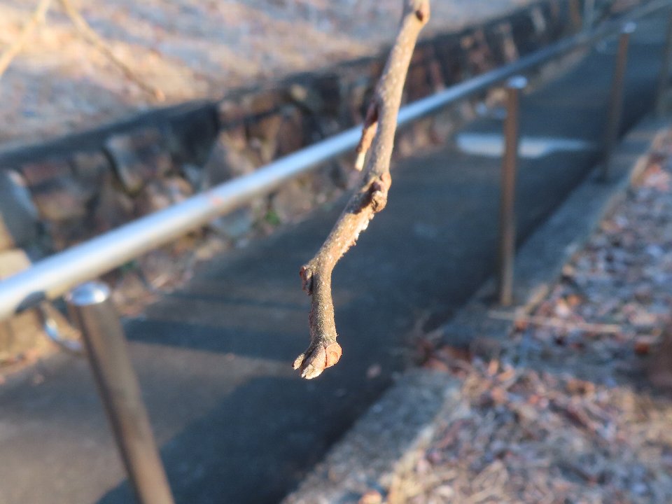 小山内裏公園260105カキノキ冬芽 (1)