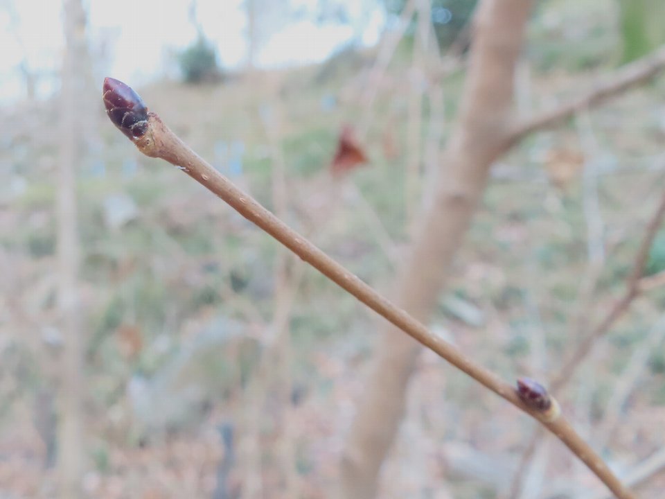 小山内裏公園260105フサザクラ冬芽 (1)