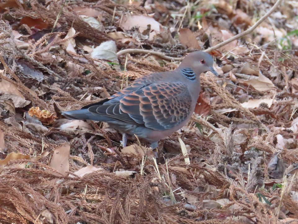 小山内裏公園260115キジバト