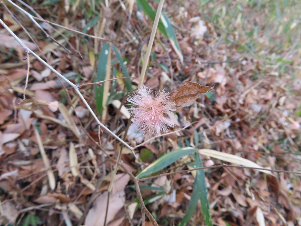 小山内裏公園260115コウヤボウキ (1)