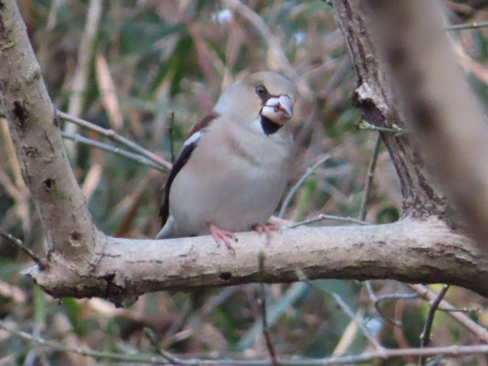 小山内裏公園260115シメ