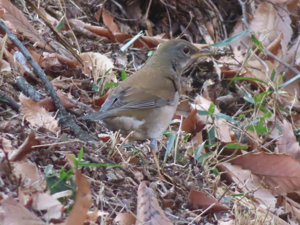 小山内裏公園260115シロハラ