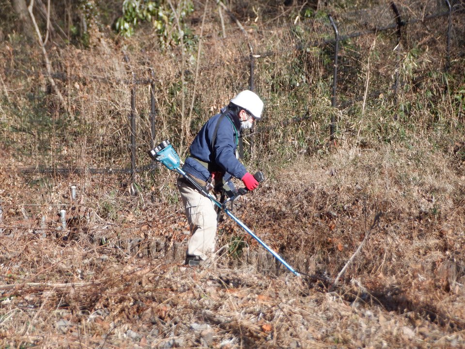 小山内裏公園260121津島谷戸草刈 (6)