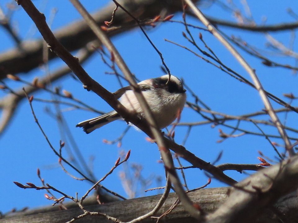 小山内裏公園260126エナガ