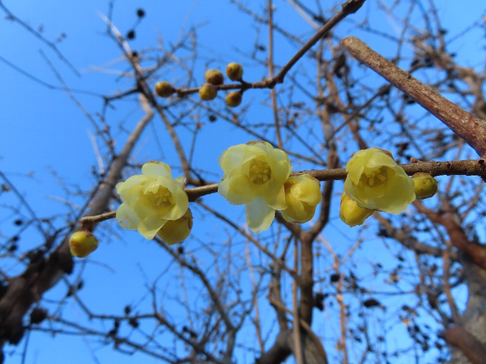 小山内裏公園260126ソシンロウバイ (1)