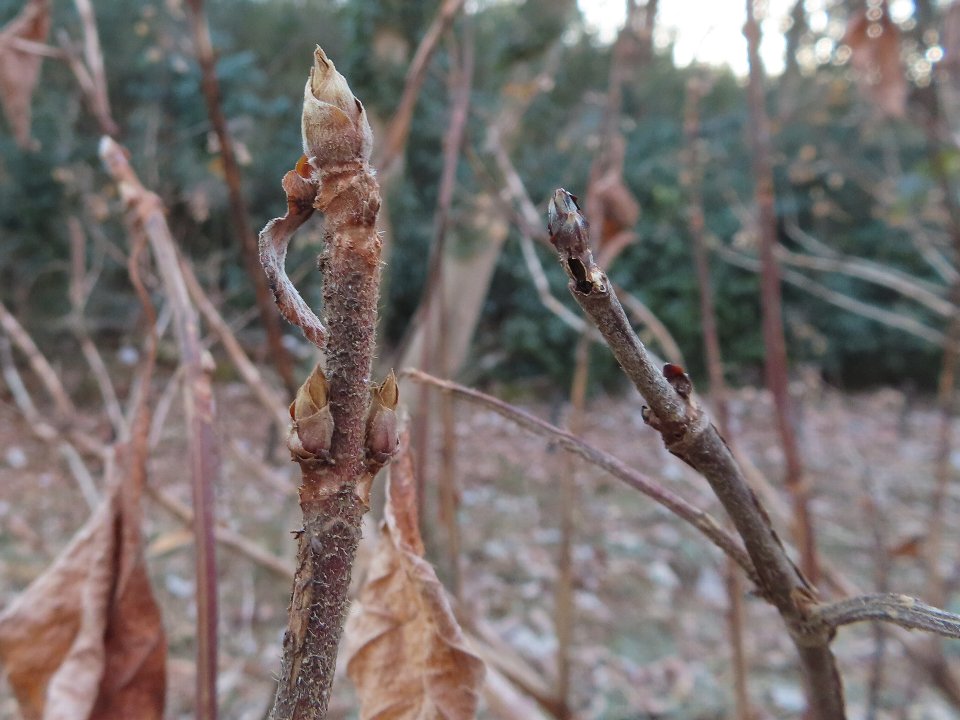 小山内裏公園260201タマアジサイ冬芽 (1)