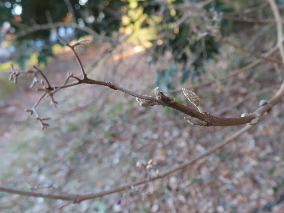 小山内裏公園260201ムラサキシキブ冬芽 (1)