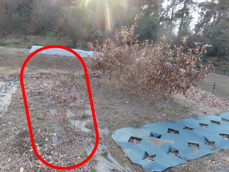 小山内裏公園260206圃場のどんぐり苗 (2)