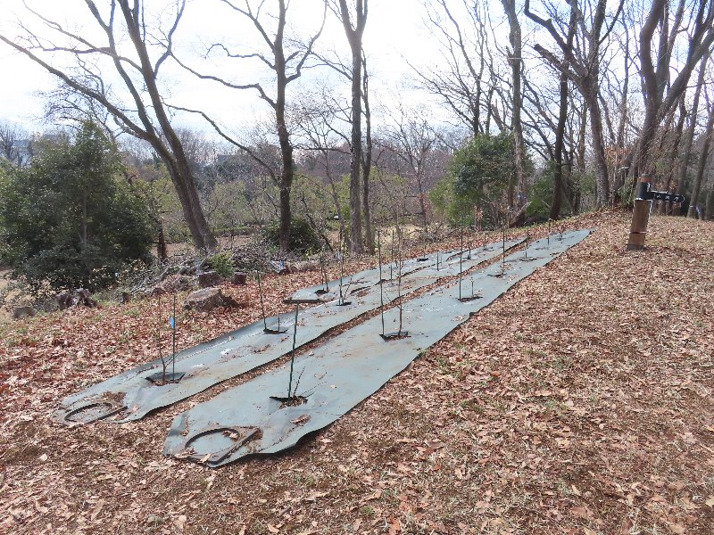小山内裏公園260213南大沢小学校どんぐり植栽終了