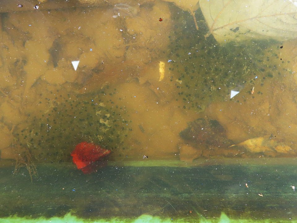 小山内裏公園260220南大沢小学校児童のカエルの卵保護体験 (10)