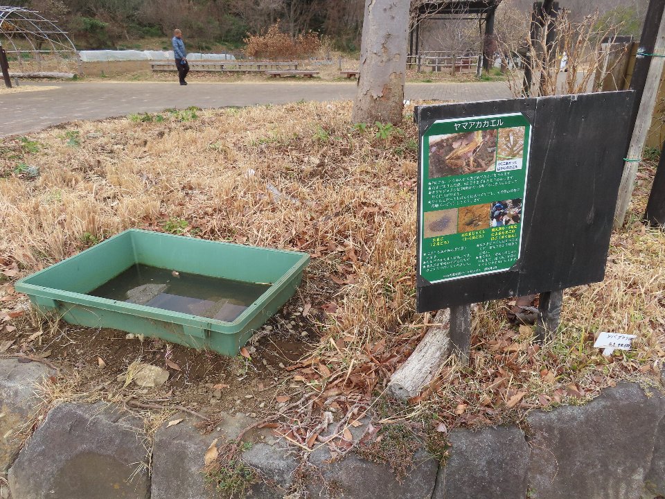 小山内裏公園260220南大沢小学校児童のカエルの卵保護体験 (9)