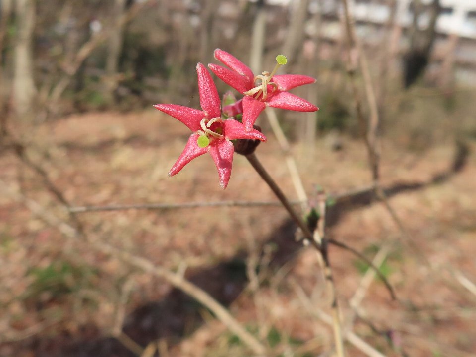 小山内裏公園260228ウグイスカグラ (1)