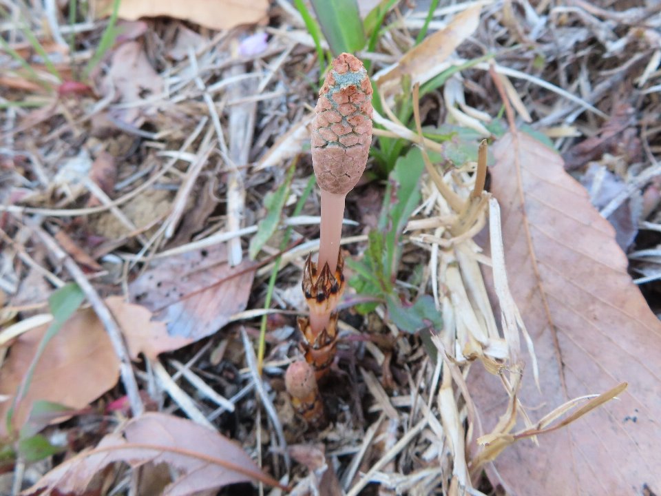 小山内裏公園260308ツクシ (1)