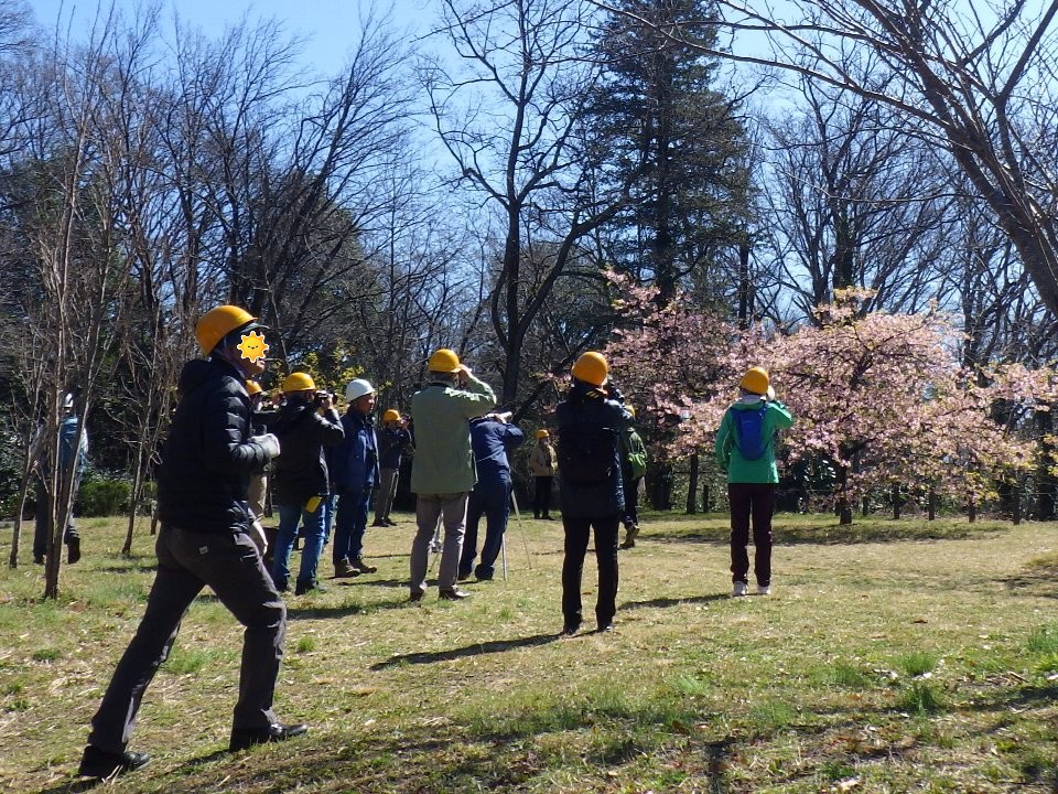 小山内裏公園260308桜広場での観察