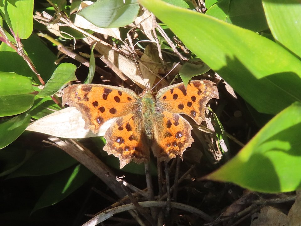 小山内裏公園260315キタテハ