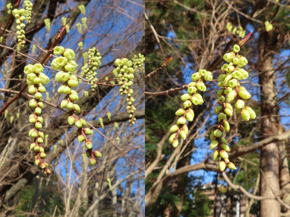 小山内裏公園260315キブシ雄花雌花