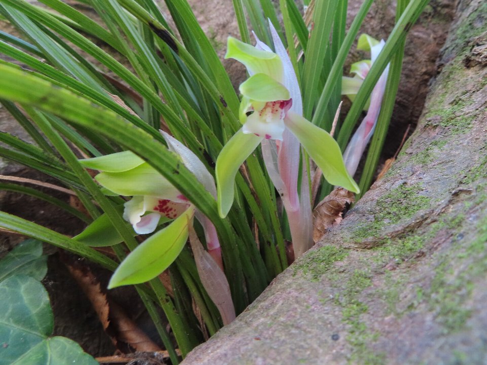 小山内裏公園260315シュンラン (1)