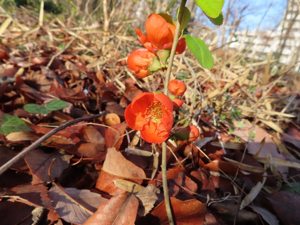 小山内裏公園260321クサボケ (1)