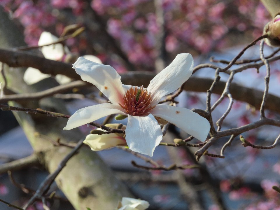 小山内裏公園260321コブシ (1)