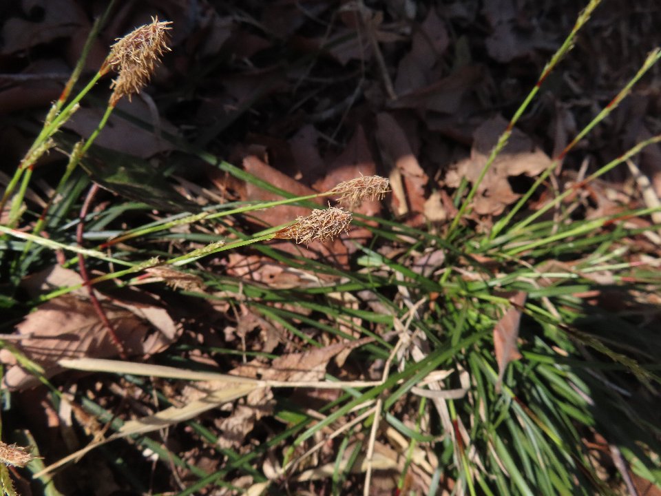 小山内裏公園260321ヒメカンスゲ