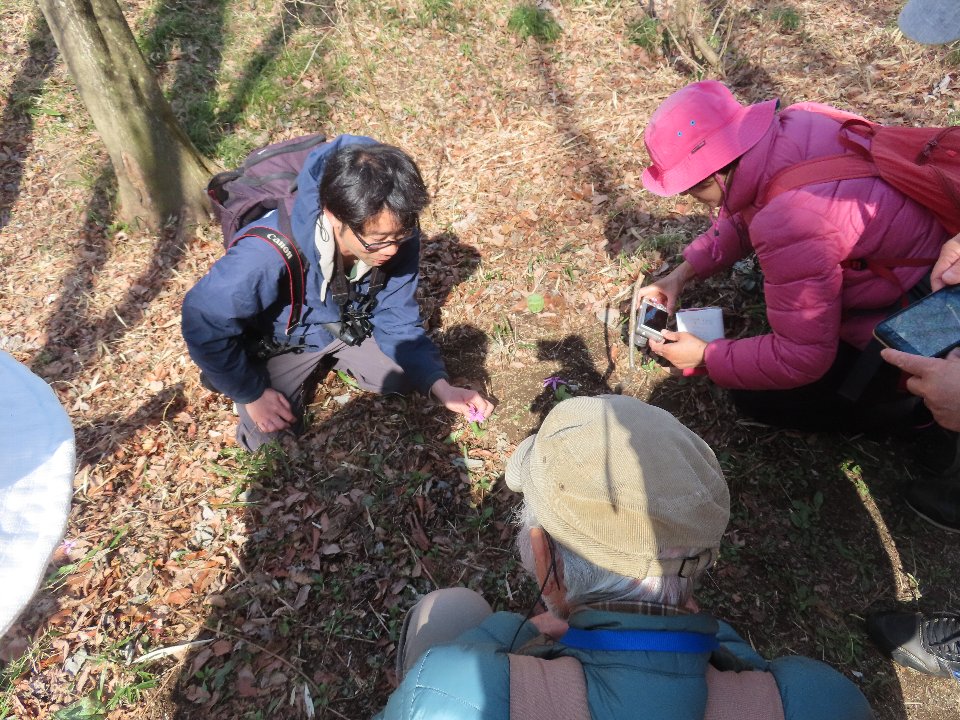小山内裏公園260321植物観察会カタクリ解説