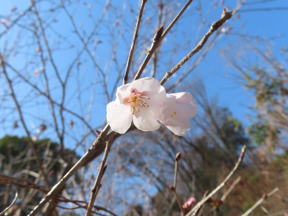 小山内裏公園260321植物観察会タマノホシザクラ (3)