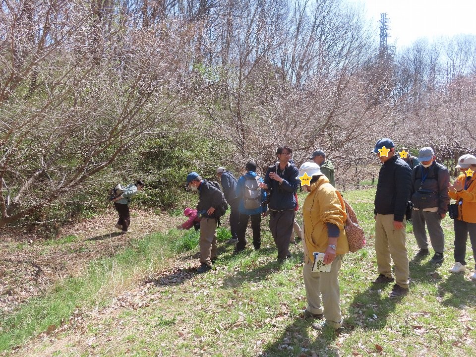 小山内裏公園260321植物観察会タマノホシザクラ (6)