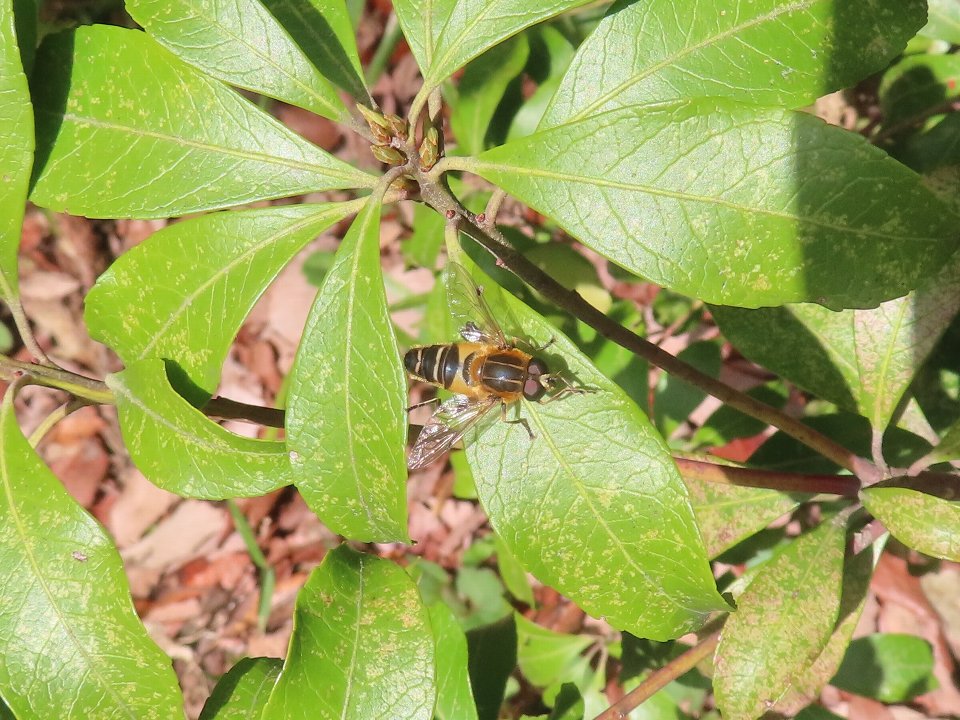 小山内裏公園260327アシブトハナアブ