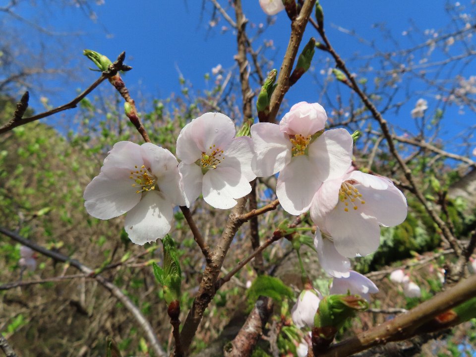 小山内裏公園260327ソメイヨシノ (1)