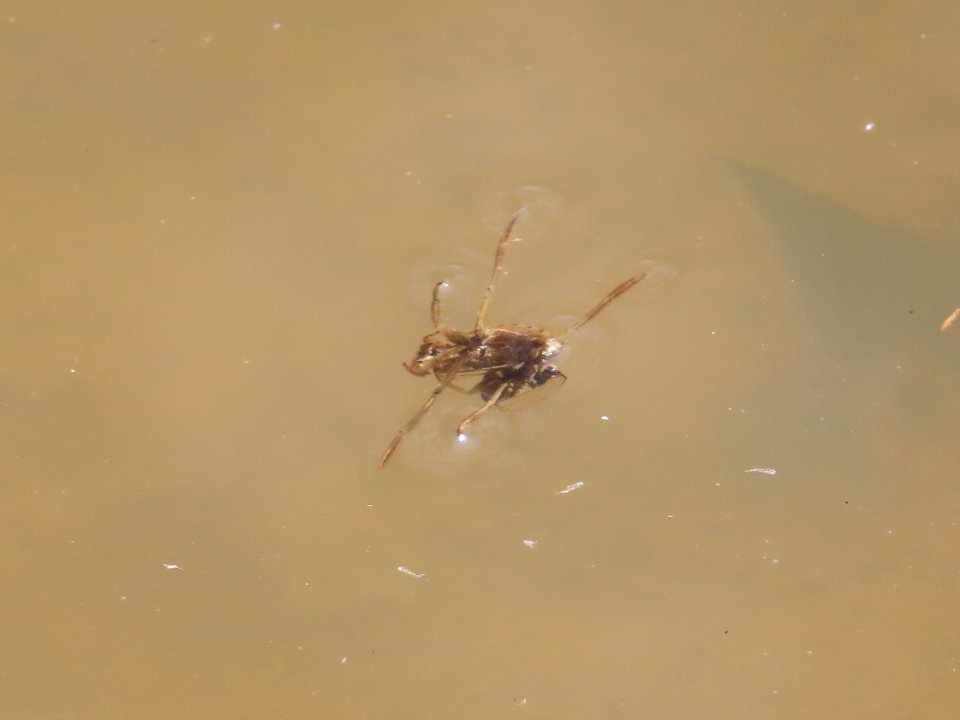 小山内裏公園260327マツモムシ
