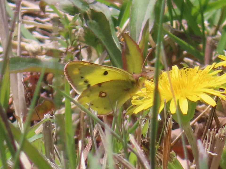 小山内裏公園260327モンキチョウ