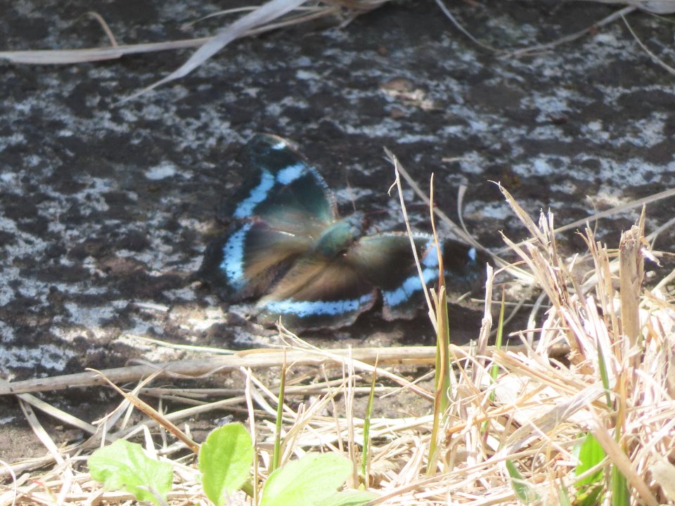 小山内裏公園260327ルリタテハ