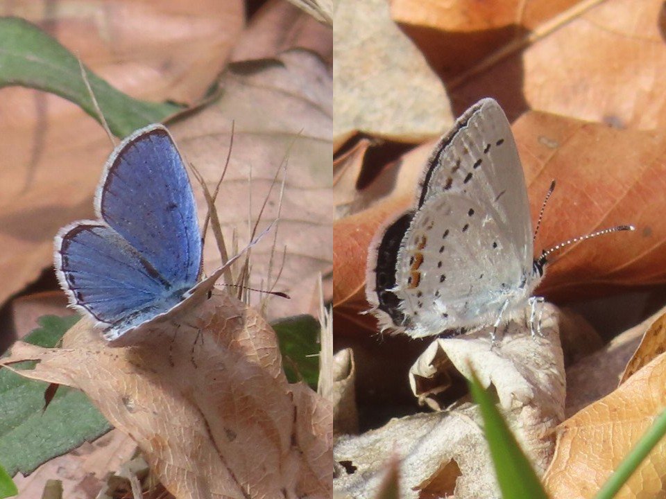小山内裏公園260406ツバメシジミ♂♀