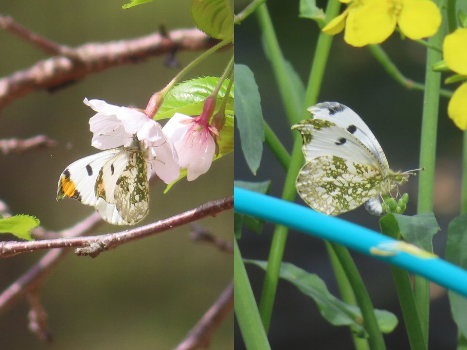 小山内裏公園260406ツマキチョウ♂♀