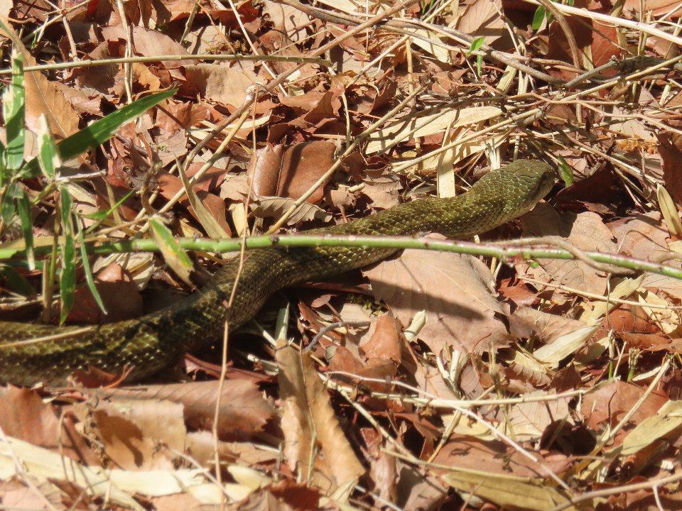 小山内裏公園260411アオダイショウ (2)