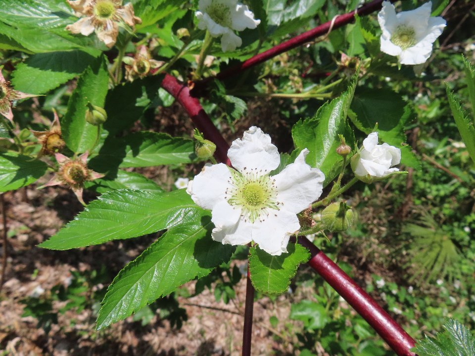小山内裏公園260411カジイチゴ (1)