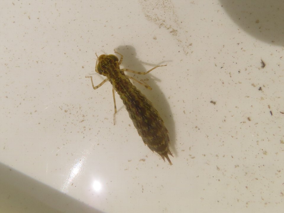 小山内裏公園260418クロスジギンヤンマ