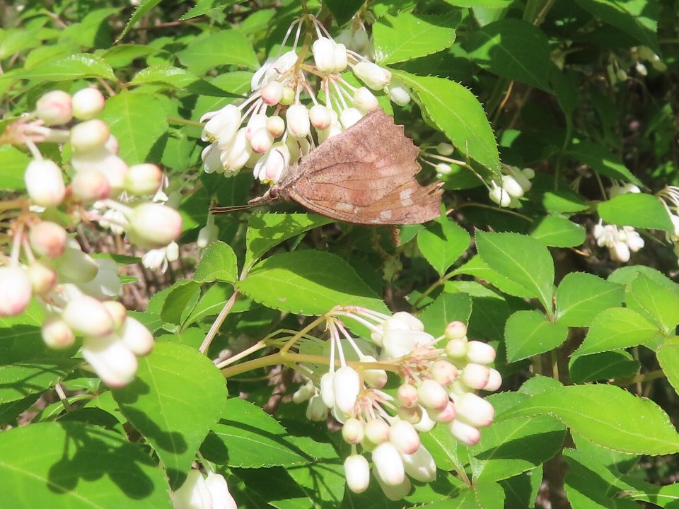 小山内裏公園260418テングチョウ
