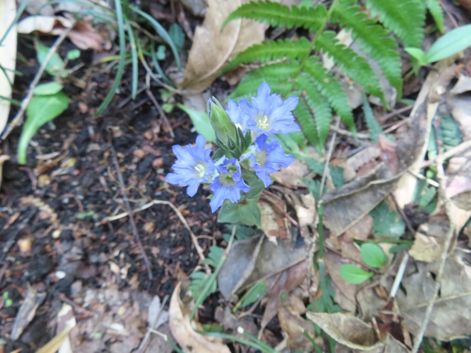 小山内裏公園260418フデリンドウ (1)