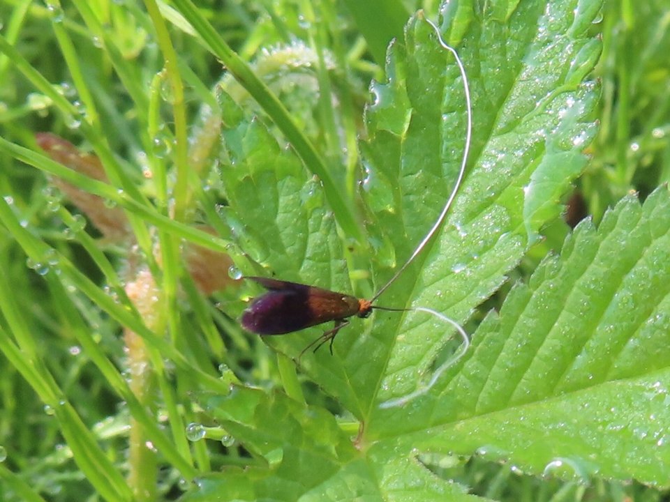 小山内裏公園260426クロハネシロヒゲナガ