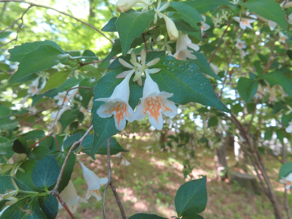 小山内裏公園260426ツクバネウツギ (1)