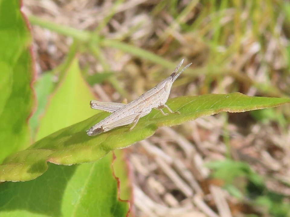 小山内裏公園260426ナキイナゴ幼虫