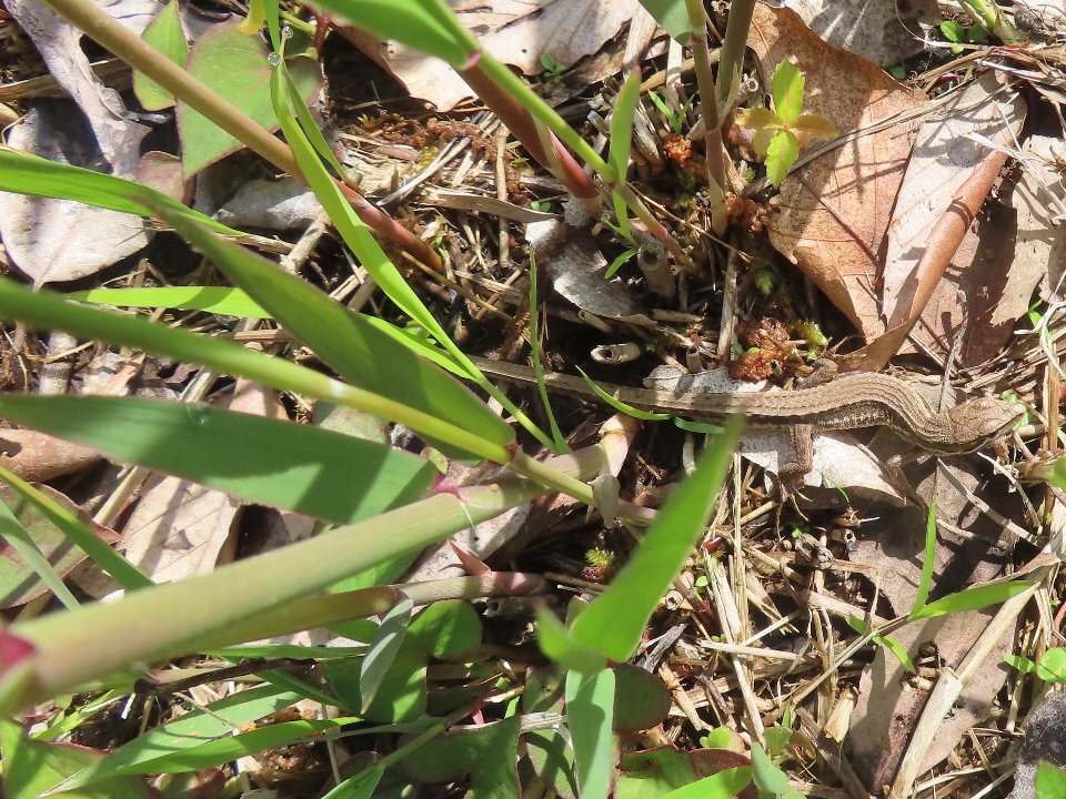 小山内裏公園260426ニホンカナヘビ