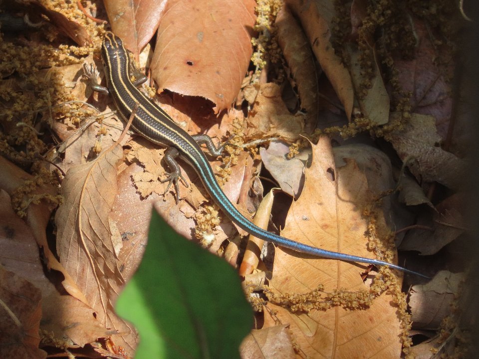 小山内裏公園260426ヒガシニホントカゲ幼体